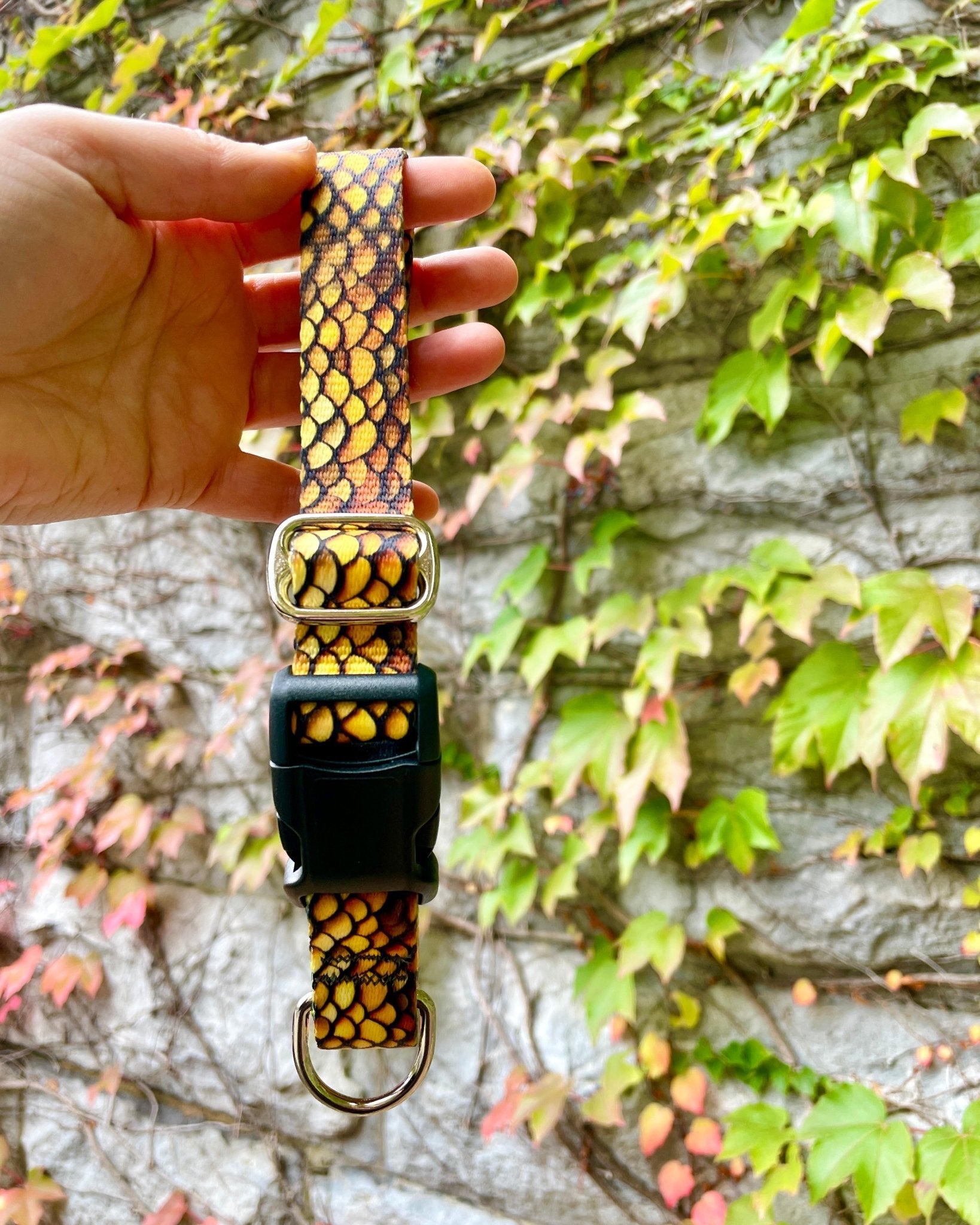 Golden Dragon Dog Collar - North Range Dogs