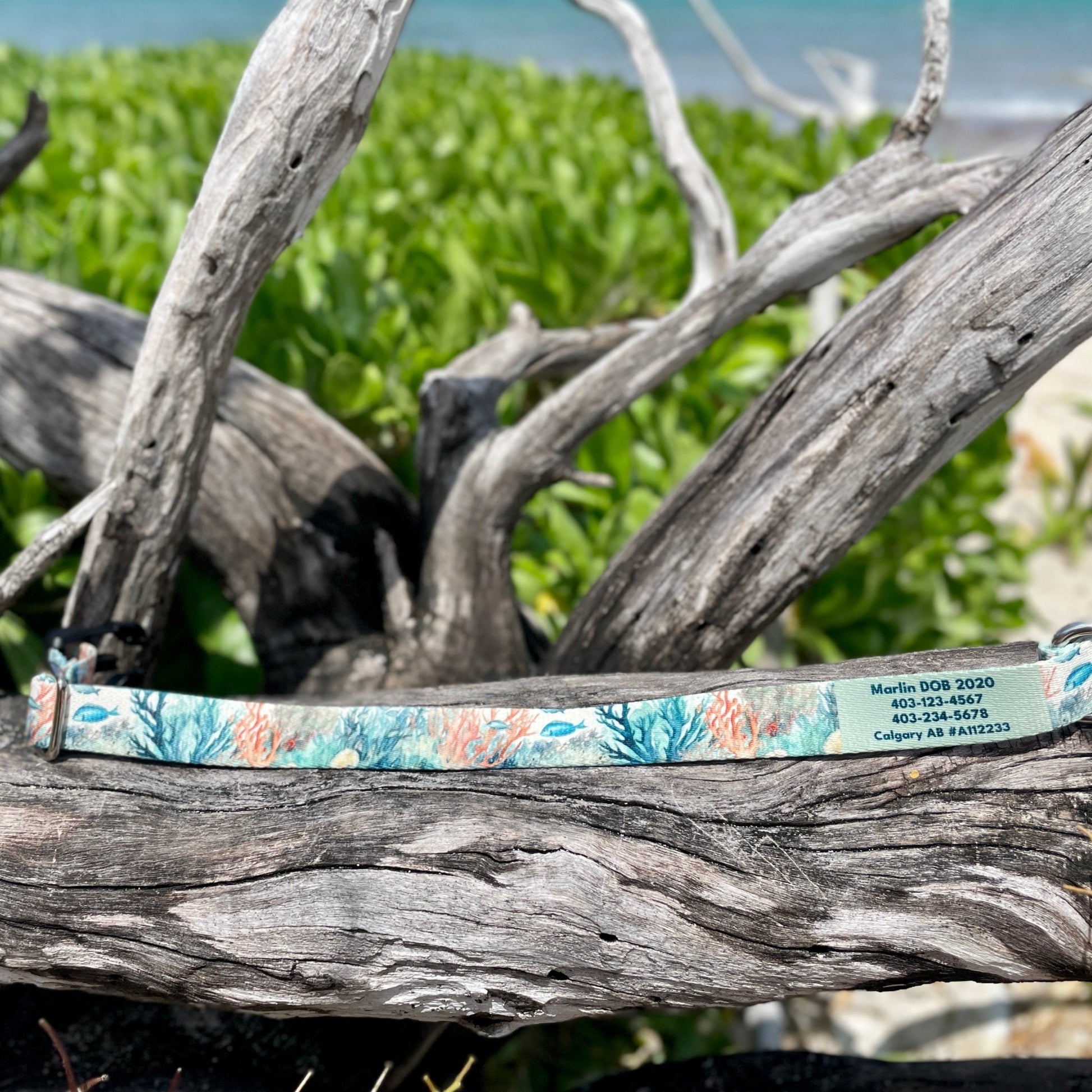 Reef: Ocean Collection - NorthRangeDogs