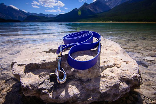 Explore Leash - For BIG explorers - NorthRangeDogs