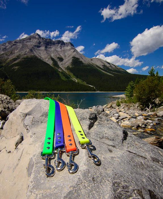 Explore Leash - For BIG explorers - NorthRangeDogs