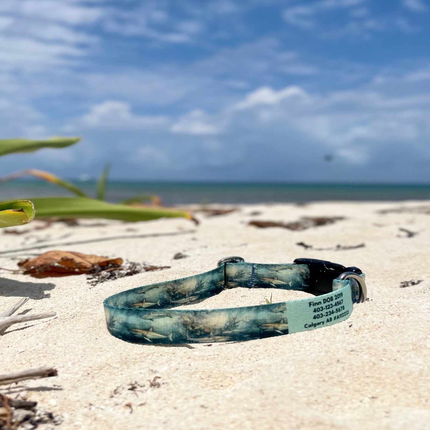 Finn: Ocean Collection - NorthRangeDogs
