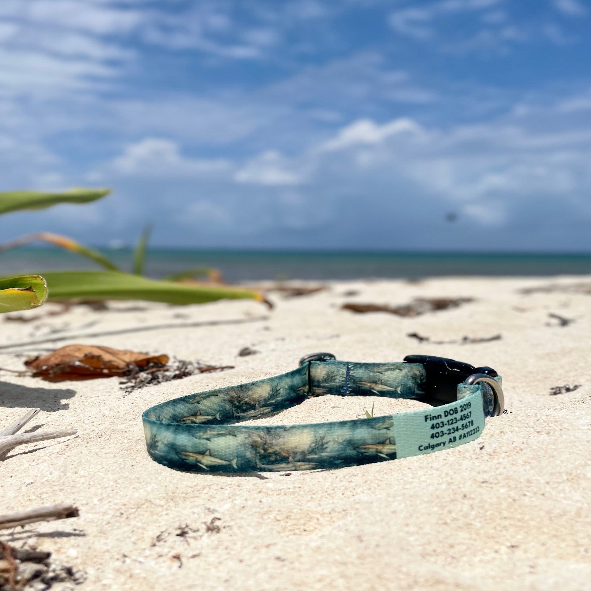 Finn: Ocean Collection - NorthRangeDogs