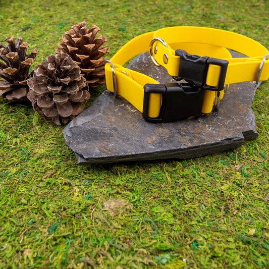 Explore Collar (3/4" wide) - NorthRangeDogs