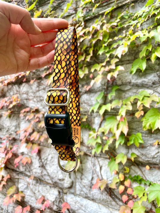 Golden Dragon Dog Collar - North Range Dogs