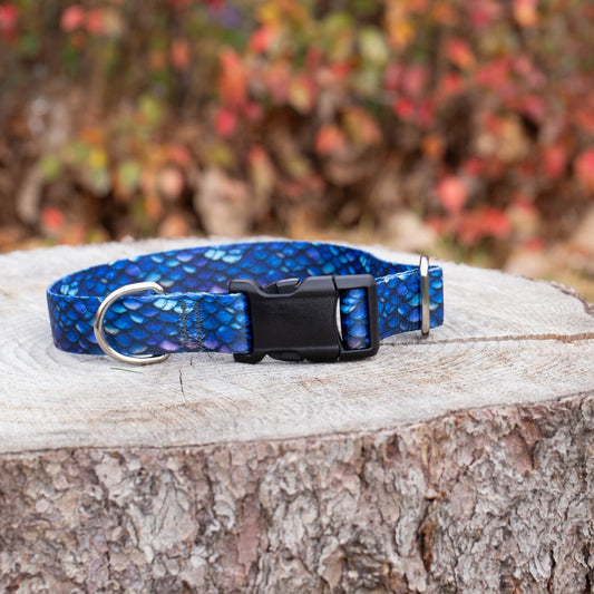 Blue Dragon Dog Collar - North Range Dogs