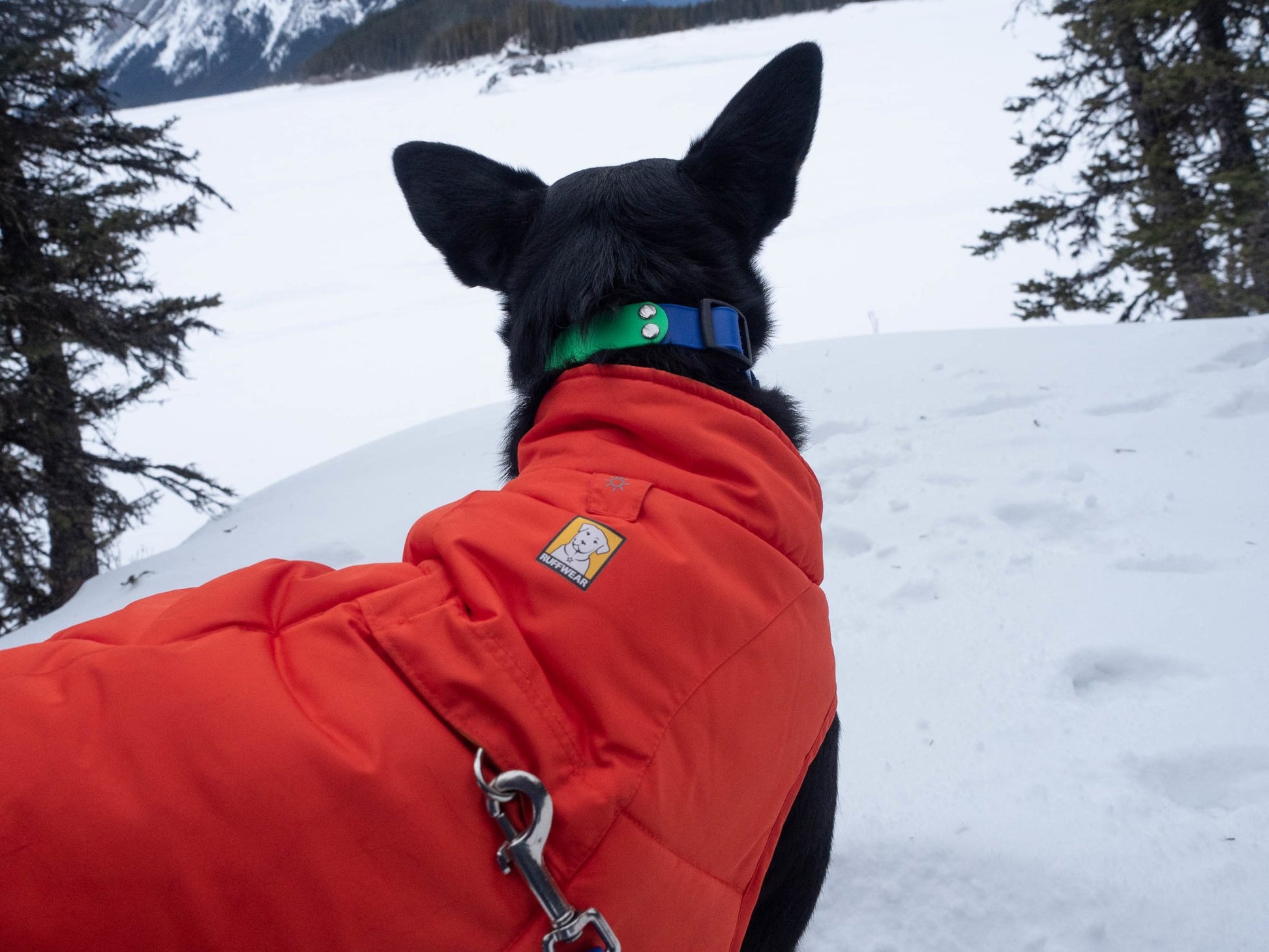 Two-Tone Explore Collar - NorthRangeDogs