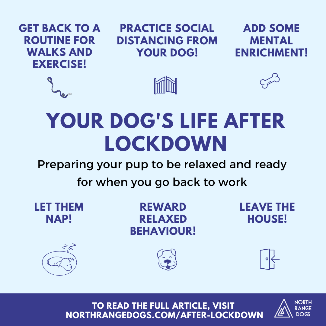 Your Dog's Life After Lockdown - North Range Dogs