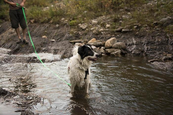 Roam Leash | Long line - NorthRangeDogs