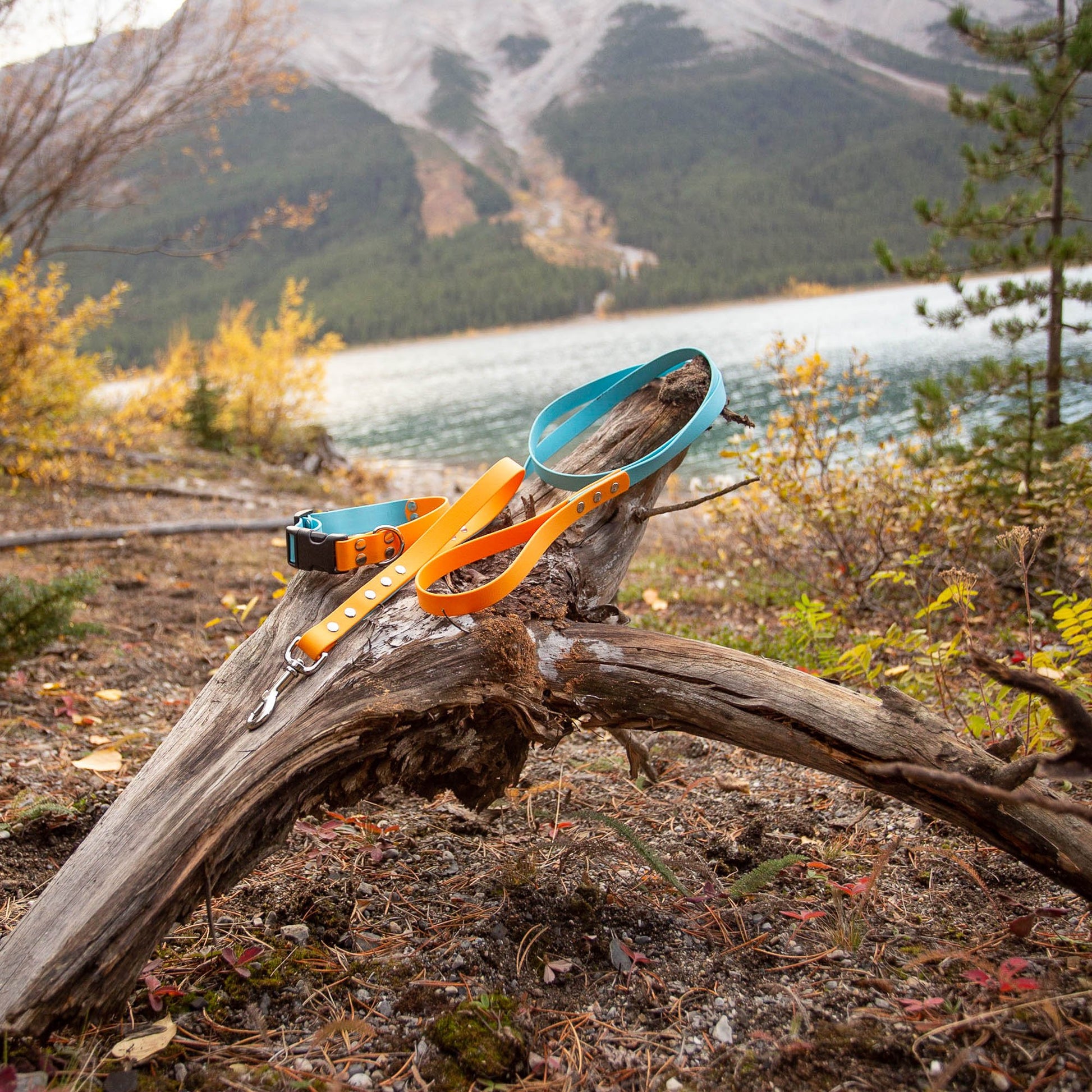 Why a Biothane Leash is the Best Leash for Hiking with a Dog – YouDidWhatWithYourWiener.com